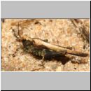 Tetrix sp - Saebeldornschrecke 02a.jpg